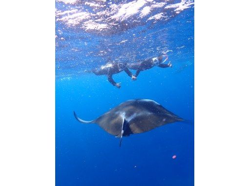 【冬季限定】黒島水面マンタとシュノーケル!海亀や回遊魚とも出会えるかも! 【冬季限定】黒島水面マンタとシュノーケル!海亀や回遊魚とも出会えるかも!