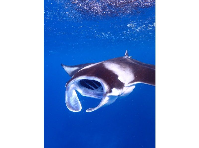 [Small number of events] [Regional coupon correspondence] [2 hours / last minute reservation OK!] Beach snorkel tour without seasickness! Relax at a local point ♪ Photo / free transfer!の紹介画像