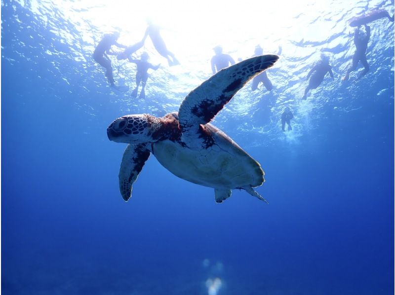 What is Sekisei Lagoon? How to get there, where to go, recommended tours, Iriomote-Ishigaki National Park, Iriomote Island, Ishigaki Island, Coral reef area, Popular snorkeling spots, Coral reefs, Colorful tropical fish, Ishigaki Island Diving Service BlueSeod