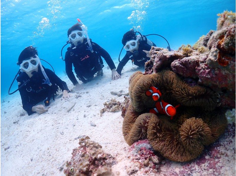 【石垣島・1日】GoProレンタル無料‼︎初心者向け体験ダイビング&ウミガメorマンタに会えるー1日たっぷり遊び尽くそう【幻の島上陸プラン】の紹介画像