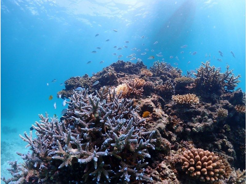 【学生価格あり】【石垣島・1日】初心者向け体験ダイビング☆大人気☆幻の島＆高確率でウミガメに会えるー1日たっぷり遊び尽くそう【写真付き】の紹介画像