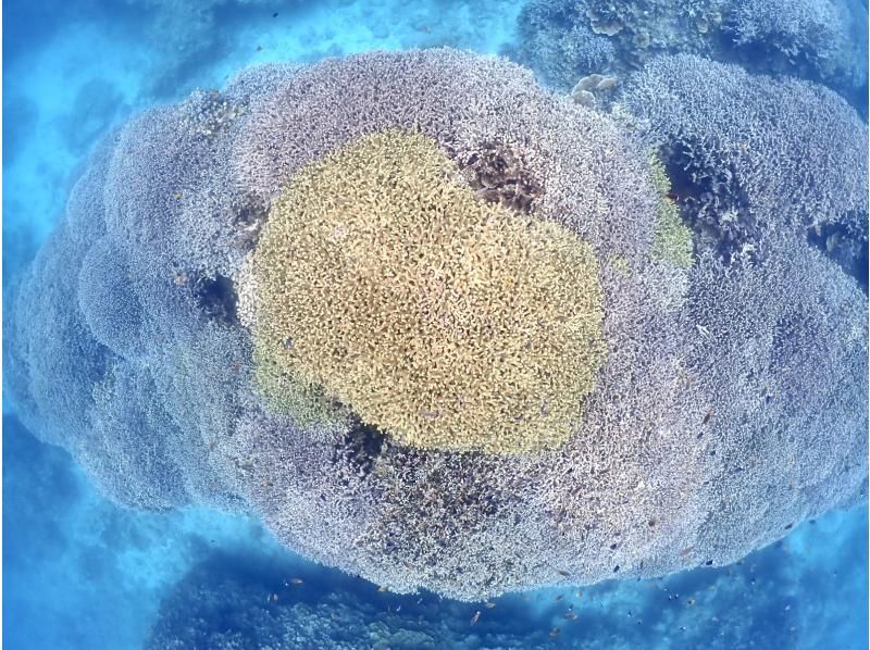 【石垣島・7時間】初心者向け｜幻の島上陸｜体験ダイビング&ウミガメシュノーケル｜1日たっぷり石垣島を遊び尽くそう【写真無料】の紹介画像