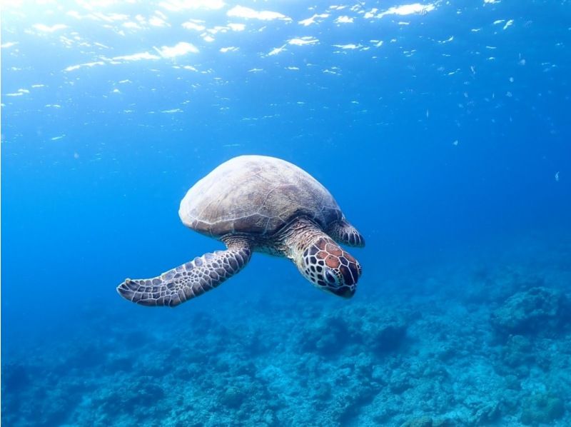 【学生価格あり】【石垣島・1日】初心者向け体験ダイビング☆大人気☆幻の島＆高確率でウミガメに会えるー1日たっぷり遊び尽くそう【写真付き】の紹介画像