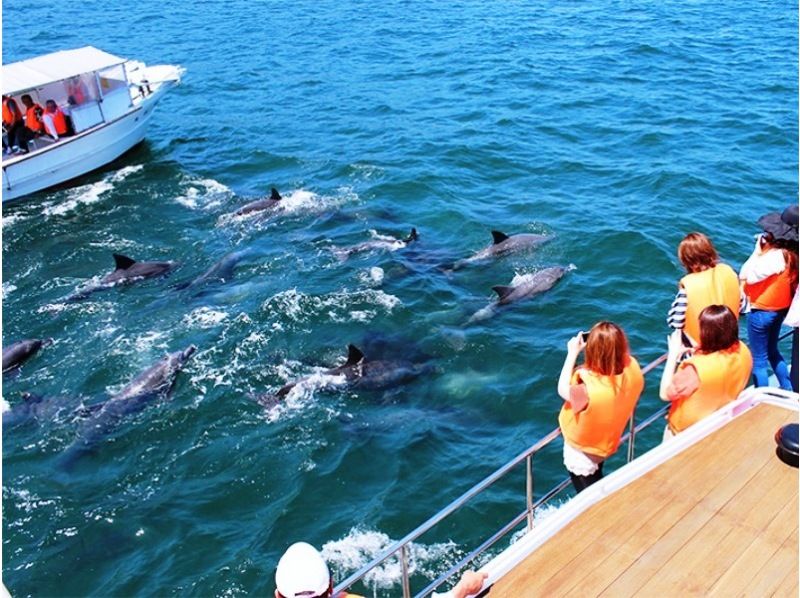 481 [Kumamoto/Amakusa] Dolphin watching and spectacular seaside BBQ on the Amakusa rapid trainの紹介画像