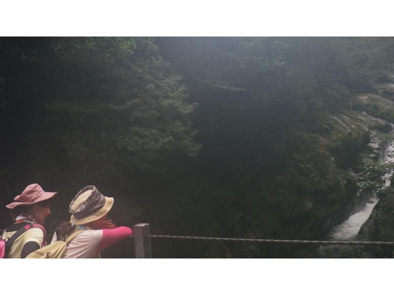 【鹿児島・屋久島】白谷雲水峡の苔むす森、初心者OK！ガイドと森歩き半日コースの紹介画像