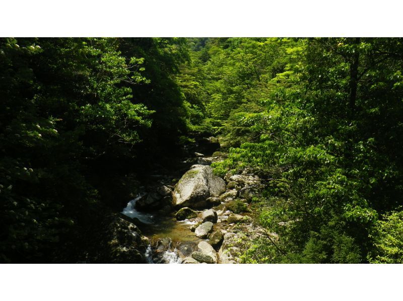 【鹿児島・屋久島】白谷雲水峡の絶景！太鼓岩を目指す一日トレッキングコース初心者OK！の紹介画像