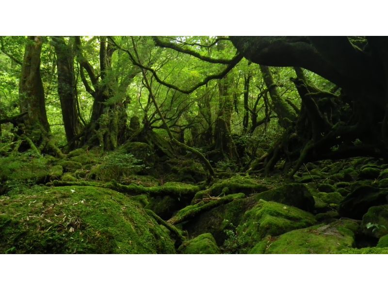 【鹿児島・屋久島】白谷雲水峡の絶景！太鼓岩を目指す一日トレッキングコース初心者OK！の紹介画像