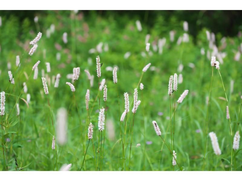 【植物好きガイドと一緒に歩く】植物がもっと好きになる！お花ちゃんとフラワーハイキング【栃木・奥日光】の紹介画像