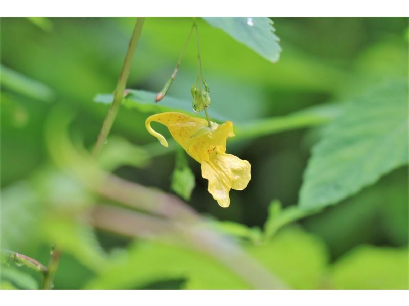【植物好きガイドと一緒に歩く】植物がもっと好きになる！お花ちゃんとフラワーハイキング【栃木・奥日光】の紹介画像