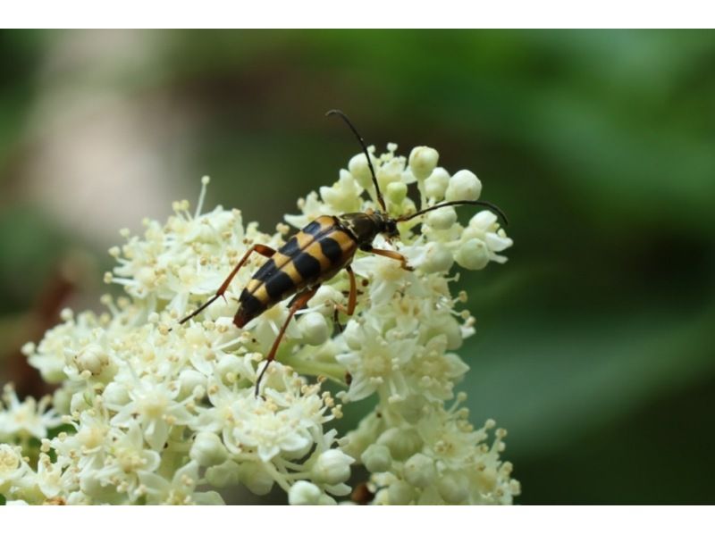 【植物好きガイドと一緒に歩く】植物がもっと好きになる！お花ちゃんとフラワーハイキング【栃木・奥日光】の紹介画像