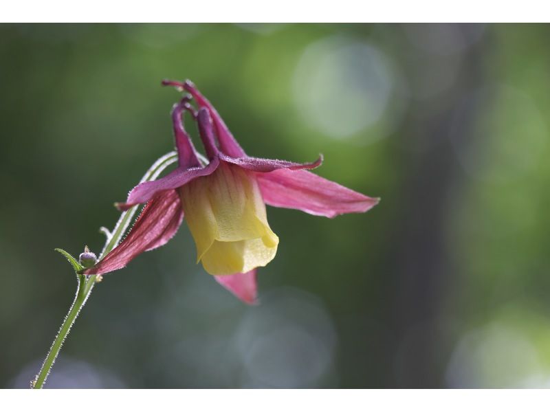【植物好きガイドと一緒に歩く】植物がもっと好きになる！お花ちゃんとフラワーハイキング【栃木・奥日光】の紹介画像