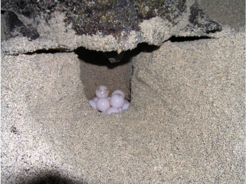 【屋久島・大人気！】ウミガメ産卵観察ｏｒ孵化観察ツアー　（ナイトツアー）の紹介画像