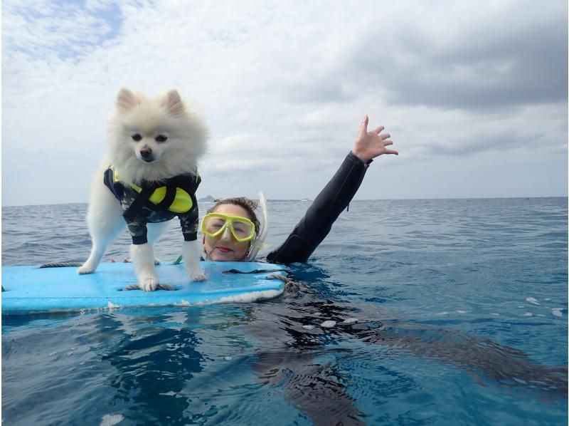 ジャングリア沖縄に近い本部町の海で愛犬とシュノーケリング！クルーザーを貸し切って愛犬と一緒に泳ごう！！の紹介画像
