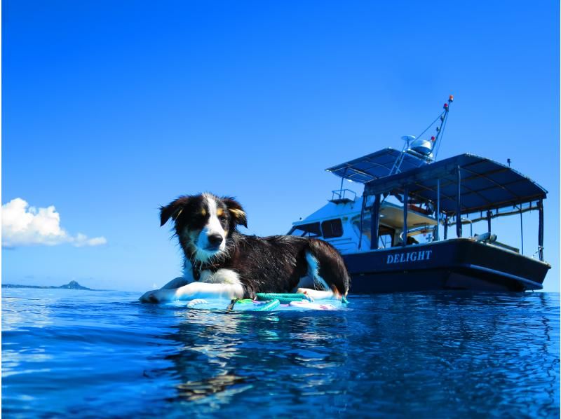 沖縄でワンワンシュノーケル！クルーザーを貸し切って愛犬と一緒に泳ごう！！の紹介画像