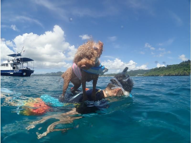 ジャングリア沖縄に近い本部町の海で愛犬とシュノーケリング！クルーザーを貸し切って愛犬と一緒に泳ごう！！の紹介画像