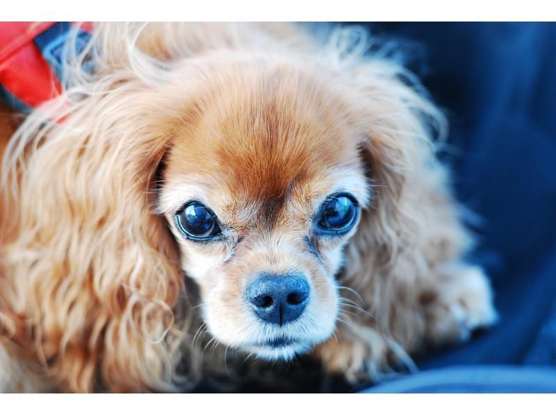 ジャングリア沖縄に近い本部町の海で愛犬とシュノーケリング！クルーザーを貸し切って愛犬と一緒に泳ごう！！の紹介画像