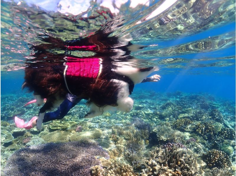 沖縄でワンワンシュノーケル！クルーザーを貸し切って愛犬と一緒に泳ごう！！の紹介画像