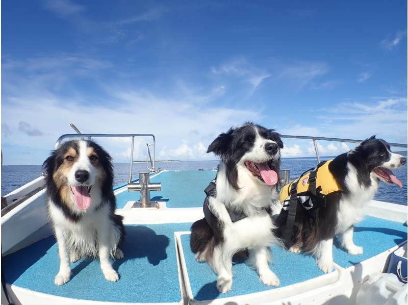 ジャングリア沖縄に近い本部町の海で愛犬とシュノーケリング！クルーザーを貸し切って愛犬と一緒に泳ごう！！の紹介画像