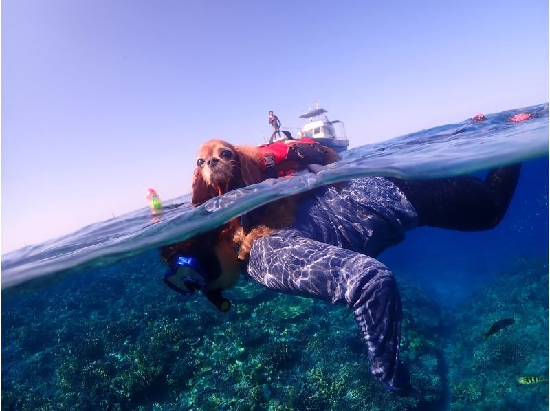 ジャングリア沖縄に近い本部町の海で愛犬とシュノーケリング！クルーザーを貸し切って愛犬と一緒に泳ごう！！の紹介画像