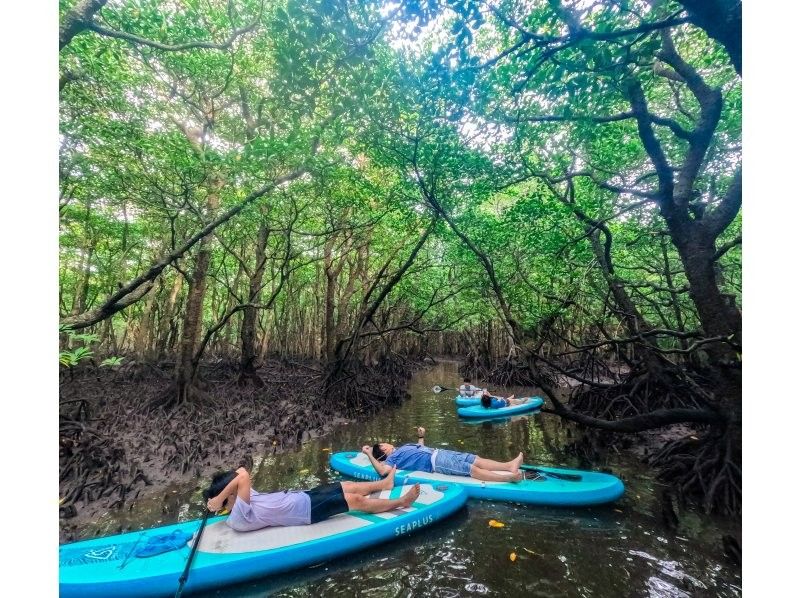 [Ishigaki Island] ★Limited to one group, private tour★《Maximum relaxation! Mangrove SUP》I'm glad I came here! I'm confident that you'll say this✨の紹介画像