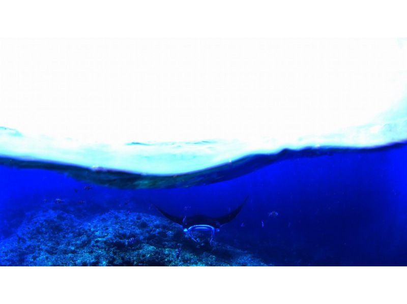【石垣島/1日】ボートクルーズ、絶景珊瑚とマンタとウミガメ4体験ダイビング、人気カフェランチ・器材・ドリンク・タオル付きの紹介画像