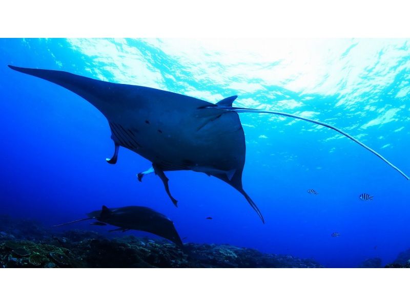 [Ishigaki Island / 1 day] Boat cruise, spectacular coral, manta rays and sea turtles 4 experience diving, popular cafe lunch, equipment, drinks, towels includedの紹介画像