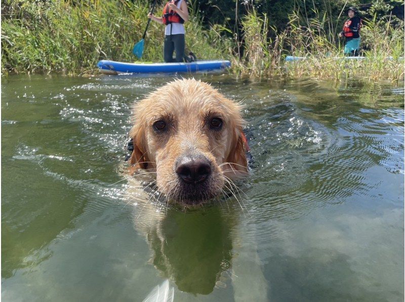 【山梨県・河口湖】日中プラン　SUP(サップ)体験ツアー　♪ワンちゃんオッケー♪の紹介画像