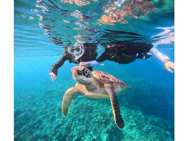 【石垣島】★ウミガメ見れなきゃ全額返金★安心安全少人数制ウミガメシュノーケリング〈１日６便・当日予約OK〉写真データ・機材・送迎無料の紹介画像