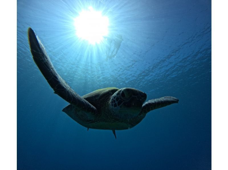【石垣島】★ウミガメ見れなきゃ全額返金★安心安全少人数制ウミガメシュノーケリング〈１日６便・当日予約OK〉写真データ・機材・送迎無料の紹介画像