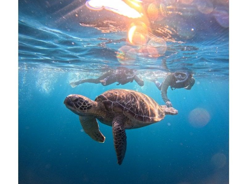 【石垣島】★ウミガメ見れなきゃ全額返金★シュノーケリング『少人数制で初心者大歓迎』体験時間1.5時間(写真データ・機材・送迎無料)の紹介画像