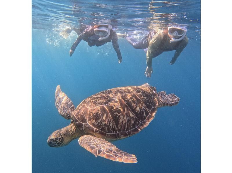 【石垣島】★ウミガメ見れなきゃ全額返金★安心安全少人数制ウミガメシュノーケリング〈１日６便・当日予約OK〉写真データ・機材・送迎無料の紹介画像