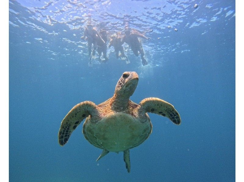 【石垣島】★ウミガメ見れなきゃ全額返金★シュノーケリング『少人数制で初心者大歓迎』体験時間1.5時間(写真データ・機材・送迎無料)の紹介画像