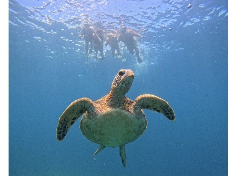 【石垣島】★ウミガメ見れなきゃ全額返金★安心安全少人数制ウミガメシュノーケリング〈１日６便・当日予約OK〉写真データ・機材・送迎無料の紹介画像