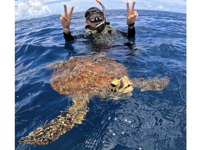 【石垣島】★ウミガメ見れなきゃ全額返金★安心安全少人数制ウミガメシュノーケリング〈１日６便・当日予約OK〉写真データ・機材・送迎無料の紹介画像