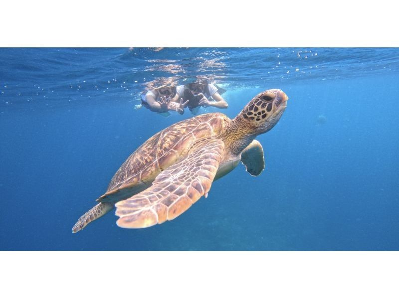 【石垣島】★ウミガメ見れなきゃ全額返金★安心安全少人数制ウミガメシュノーケリング〈１日６便・当日予約OK〉写真データ・機材・送迎無料の紹介画像