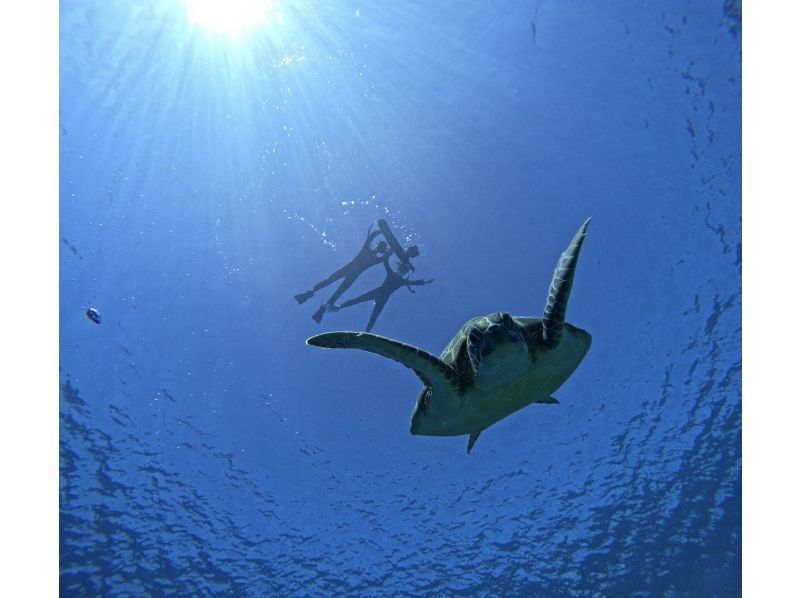【ウミガメ見れなきゃ全額返金】安心安全・少人数制ウミガメシュノーケリング〈１日６便・当日予約OK〉写真データ・機材・送迎無料の紹介画像