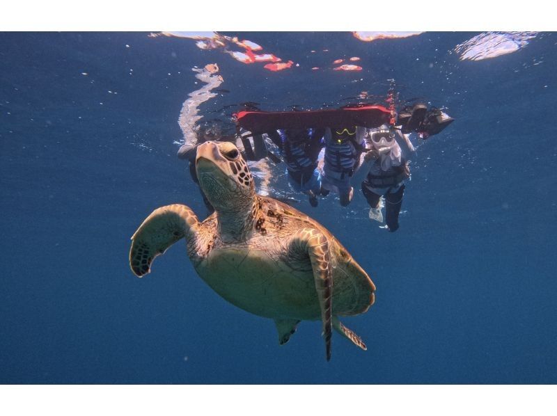 【石垣島】★ウミガメ見れなきゃ全額返金★安心安全少人数制ウミガメシュノーケリング〈１日６便・当日予約OK〉写真データ・機材・送迎無料の紹介画像