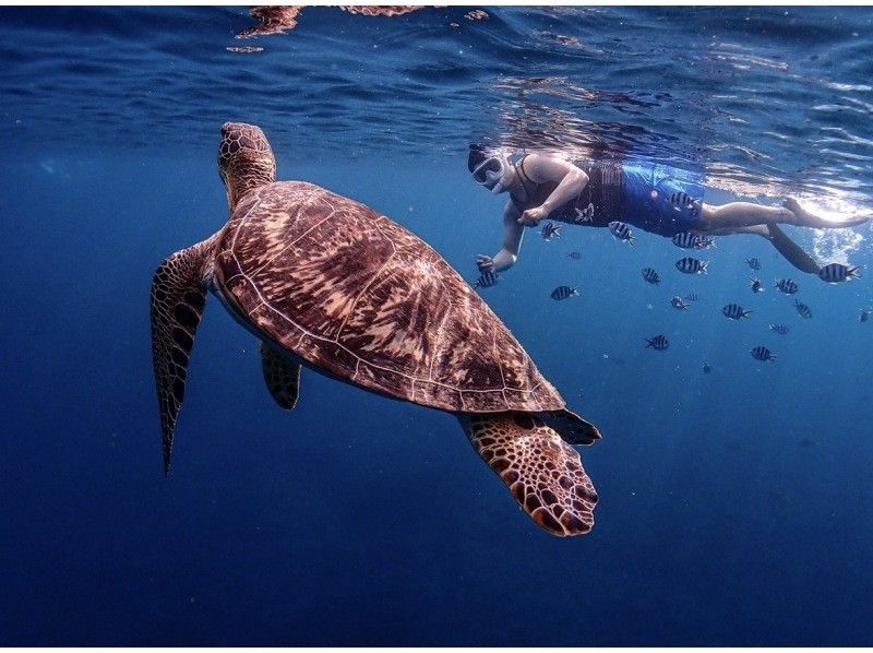 【石垣島】★ウミガメ見れなきゃ全額返金★安心安全少人数制ウミガメシュノーケリング〈１日６便・当日予約OK〉写真データ・機材・送迎無料の紹介画像