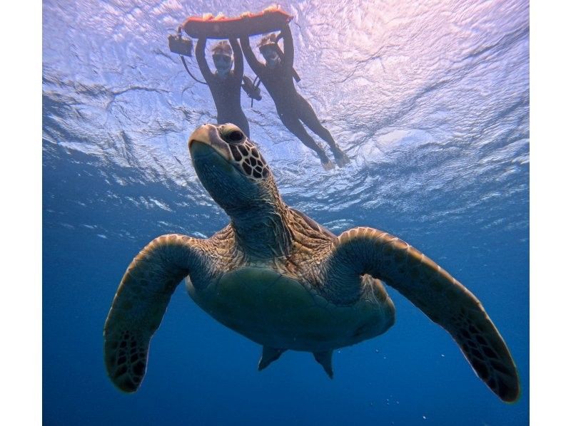 【石垣島】★ウミガメ見れなきゃ全額返金★シュノーケリング『少人数制で初心者大歓迎』体験時間1.5時間(写真データ・機材・送迎無料)の紹介画像