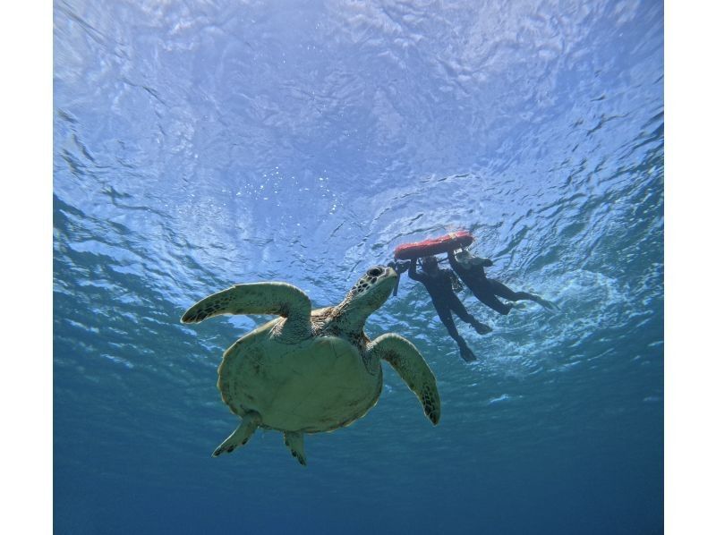 【石垣島】★ウミガメ見れなきゃ全額返金★安心安全少人数制ウミガメシュノーケリング〈１日６便・当日予約OK〉写真データ・機材・送迎無料の紹介画像