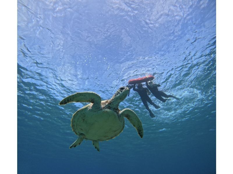 【石垣島】★ウミガメ見れなきゃ全額返金★シュノーケリング『少人数制で初心者大歓迎』体験時間1.5時間(写真データ・機材・送迎無料)の紹介画像