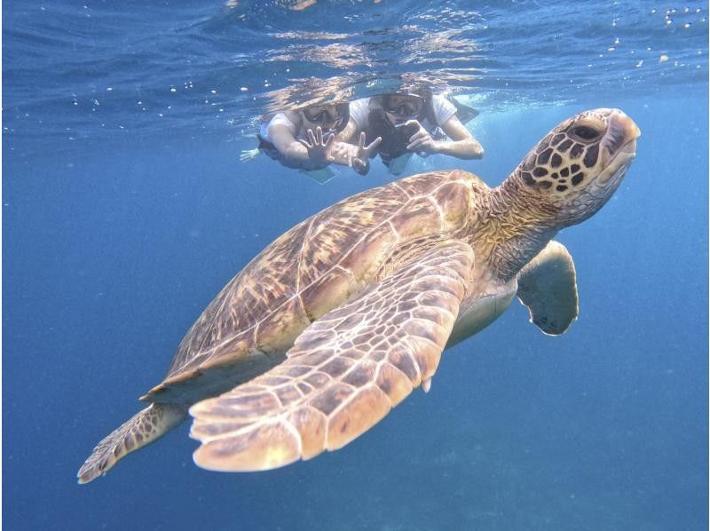 【石垣島】★ウミガメ見れなきゃ全額返金★安心安全少人数制ウミガメシュノーケリング〈１日６便・当日予約OK〉写真データ・機材・送迎無料の紹介画像
