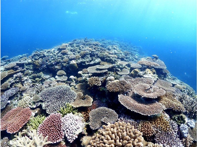 【学割】【石垣島・午後】初めてで不安がいっぱいそんなあなたへ！ウミガメシュノーケル&初心者向け体験ダイビングー午前中に到着する方におすすめ！の紹介画像