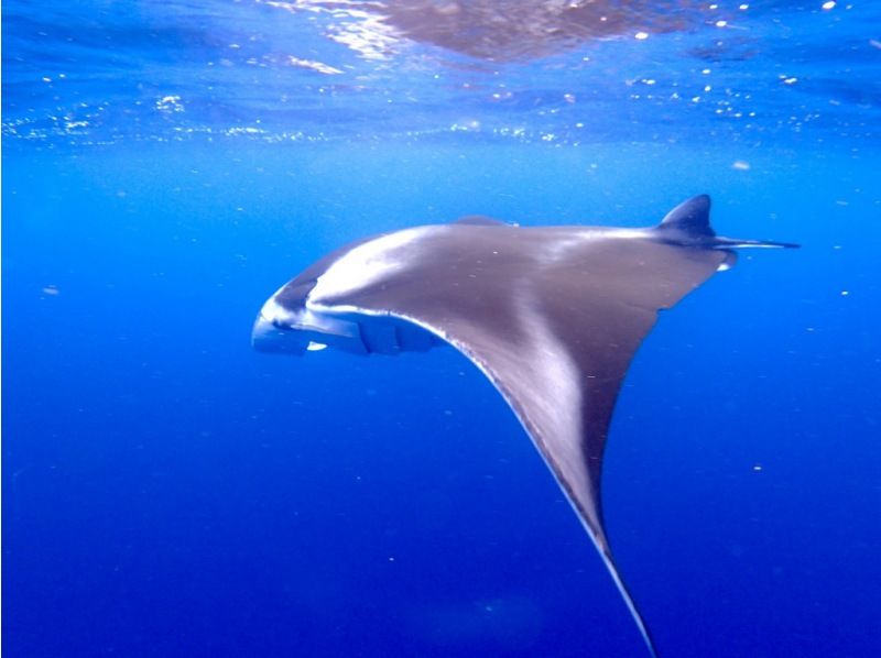 【石垣島・午前、午後2便・3時間】体験ダイビング&ウミガメシュノーケル｜初心者向け｜専属ガイドがご案内｜旅行日程に合わせやすい【写真無料】の紹介画像