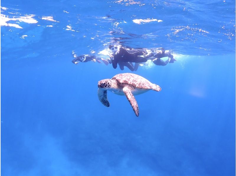 【学割】【石垣島・午後】初めてで不安がいっぱいそんなあなたへ！ウミガメシュノーケル&初心者向け体験ダイビングー午前中に到着する方におすすめ！の紹介画像