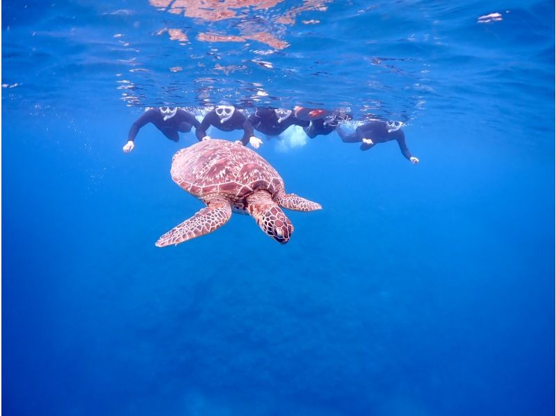 【学割】【石垣島・午後】初めてで不安がいっぱいそんなあなたへ！ウミガメシュノーケル&初心者向け体験ダイビングー午前中に到着する方におすすめ！の紹介画像