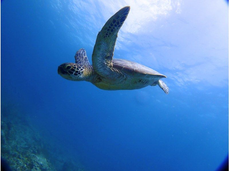 【学割】【石垣島・午後】初めてで不安がいっぱいそんなあなたへ！ウミガメシュノーケル&初心者向け体験ダイビングー午前中に到着する方におすすめ！の紹介画像