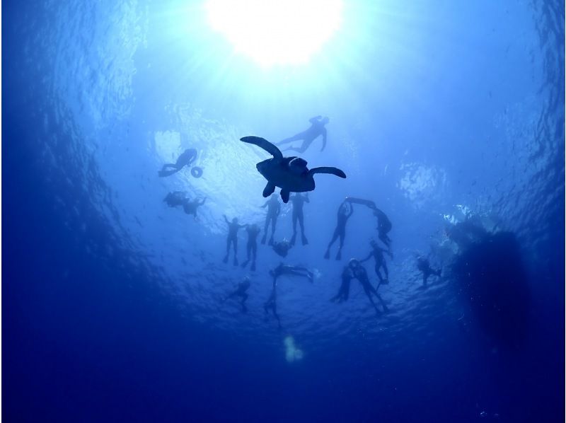 【学割】【石垣島・午後】初めてで不安がいっぱいそんなあなたへ！ウミガメシュノーケル&初心者向け体験ダイビングー午前中に到着する方におすすめ！の紹介画像