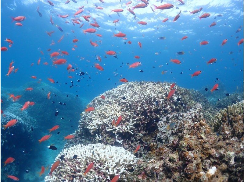 【石垣島・午前、午後2便・3時間】初心者向け｜専属ガイドがご案内｜体験ダイビング&ウミガメシュノーケル｜半日で石垣島海を満喫しましょう！の紹介画像