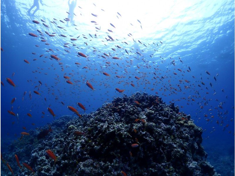 【学割】【石垣島・午後】初めてで不安がいっぱいそんなあなたへ！ウミガメシュノーケル&初心者向け体験ダイビングー午前中に到着する方におすすめ！の紹介画像